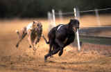 En pleine course